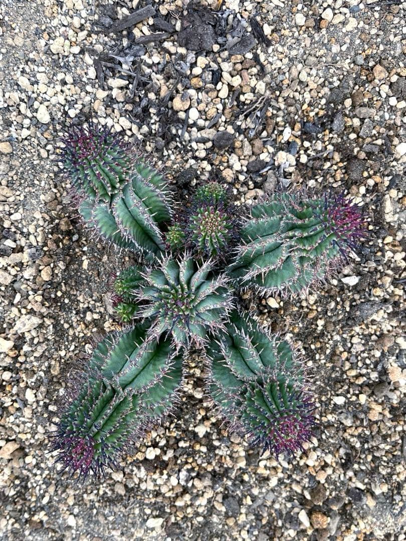 S*…様 ユーフォルビアホリダ 群生 10頭