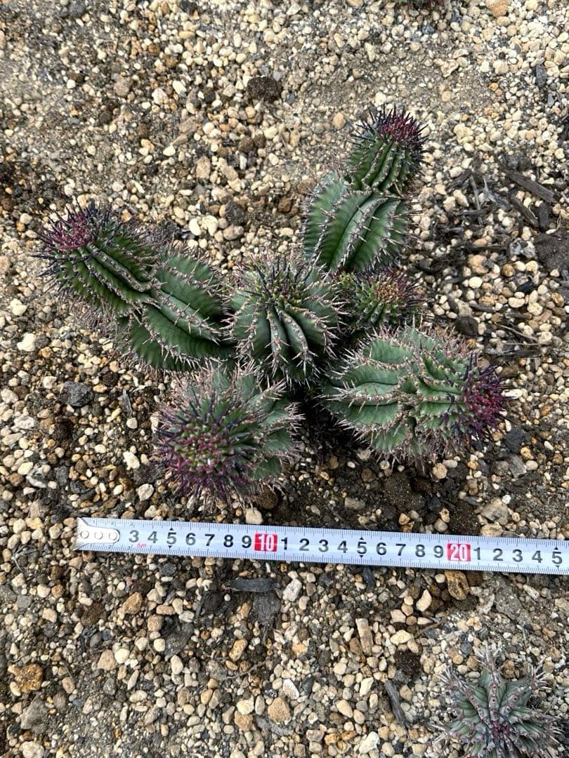 S*…様 ユーフォルビアホリダ 群生 10頭