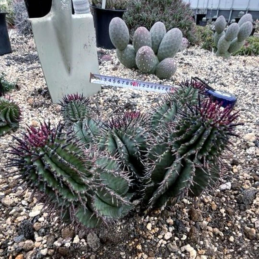 S*…様 ユーフォルビアホリダ 群生 10頭