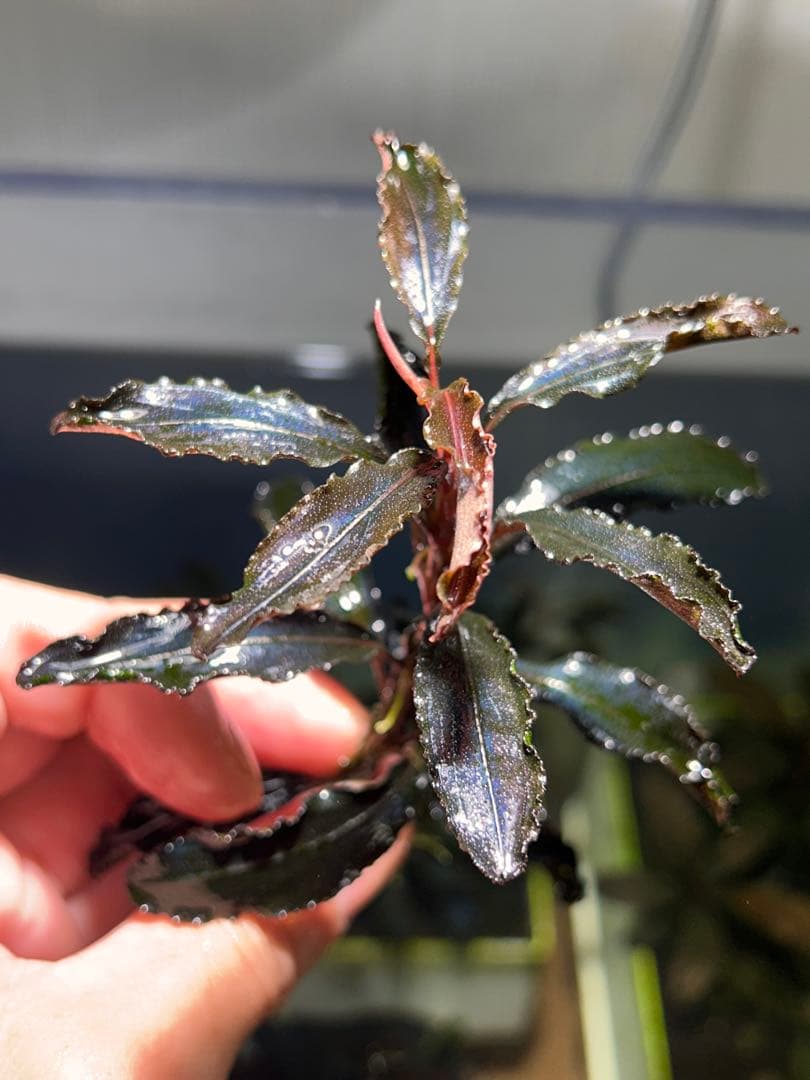 ブセファランドラsp.クダガン 特大10株