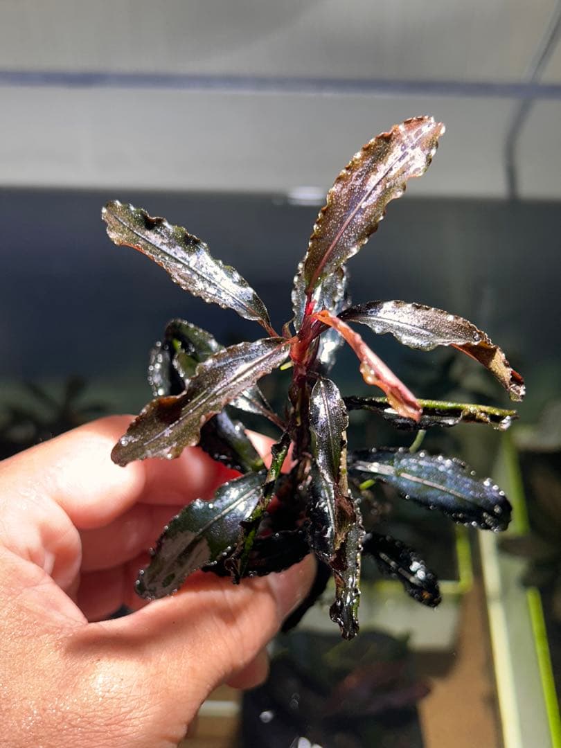 ブセファランドラsp.クダガン 特大10株