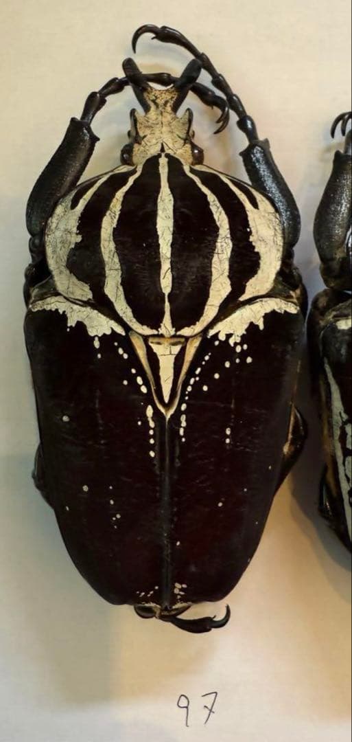 n*s様 カメルーン　ゴライアスオオツノハナムグリ　4頭　M2.3.4.5