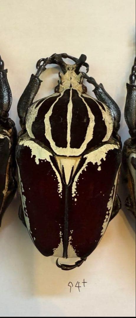 n*s様 カメルーン　ゴライアスオオツノハナムグリ　4頭　M2.3.4.5