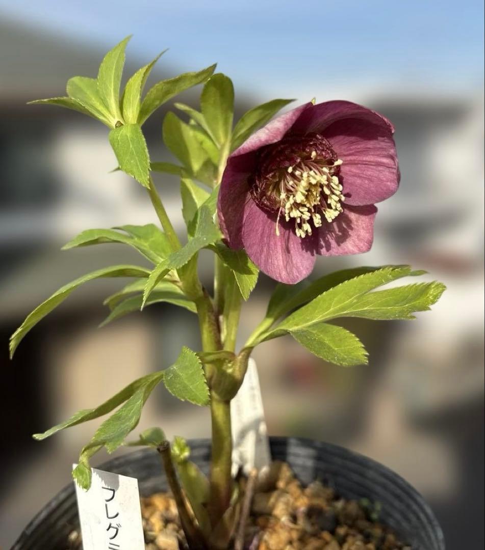 加藤農園　SDカップ咲きフレグランスピンククリスマスローズ　開花株　認定タグ付