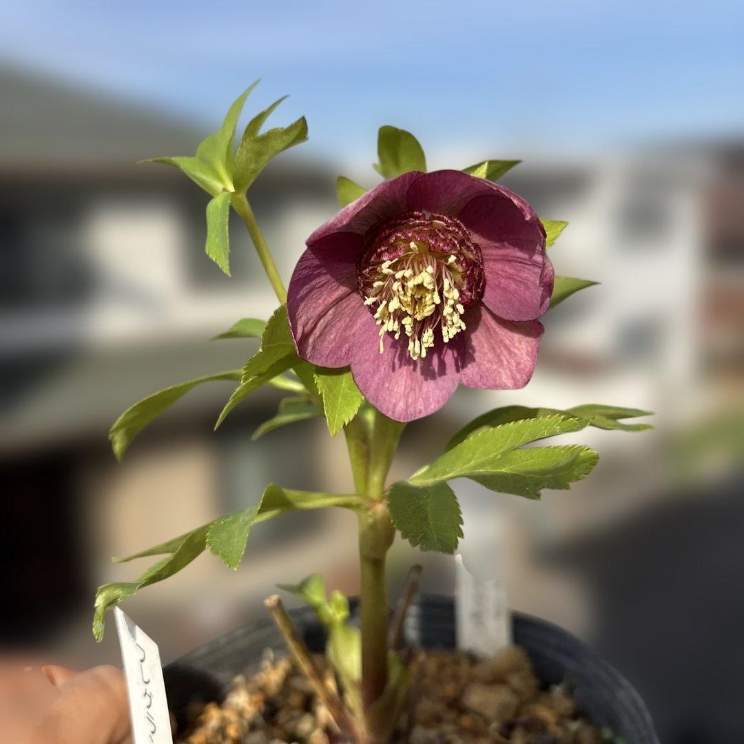 加藤農園　SDカップ咲きフレグランスピンククリスマスローズ　開花株　認定タグ付