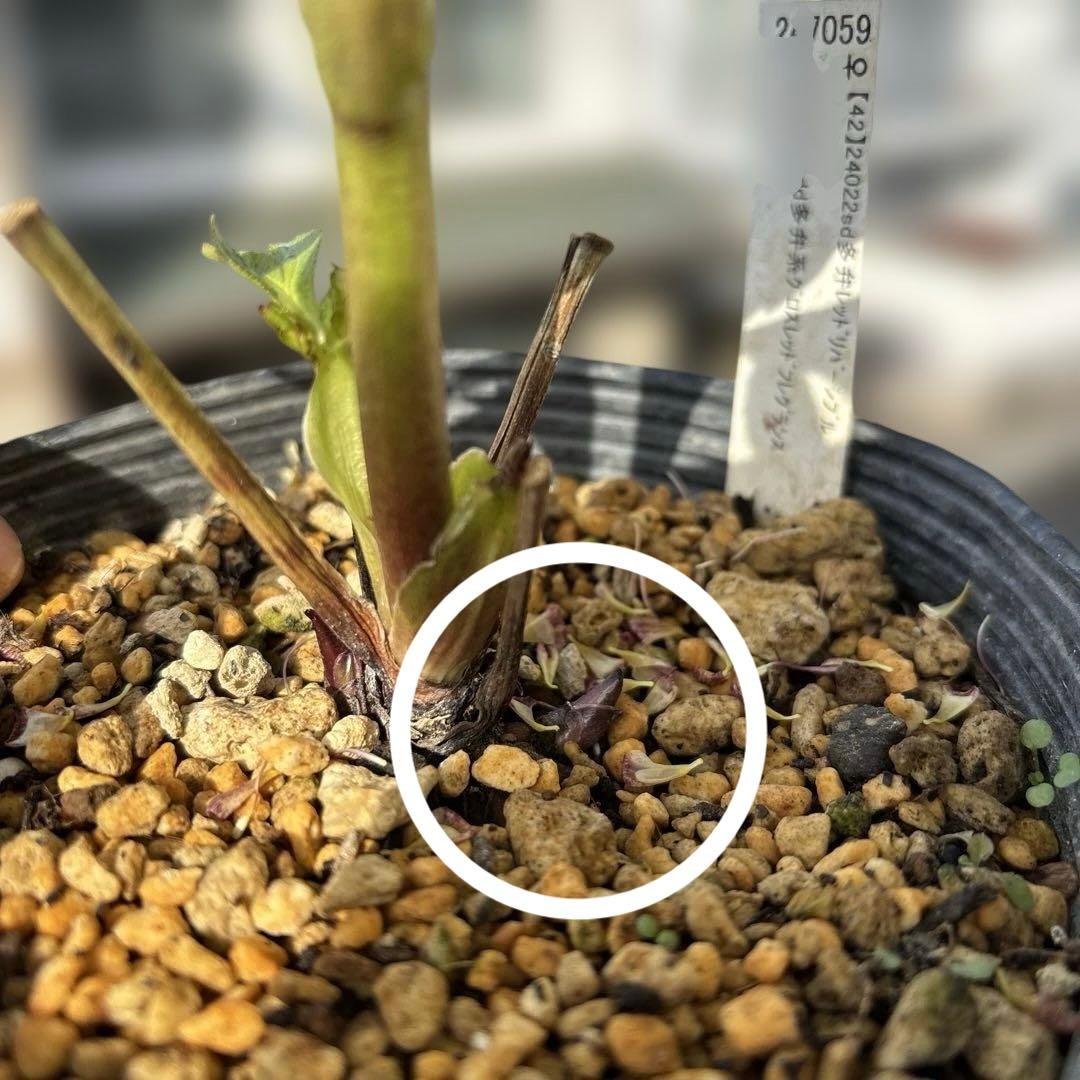 加藤農園　SDカップ咲きフレグランスピンククリスマスローズ　開花株　認定タグ付