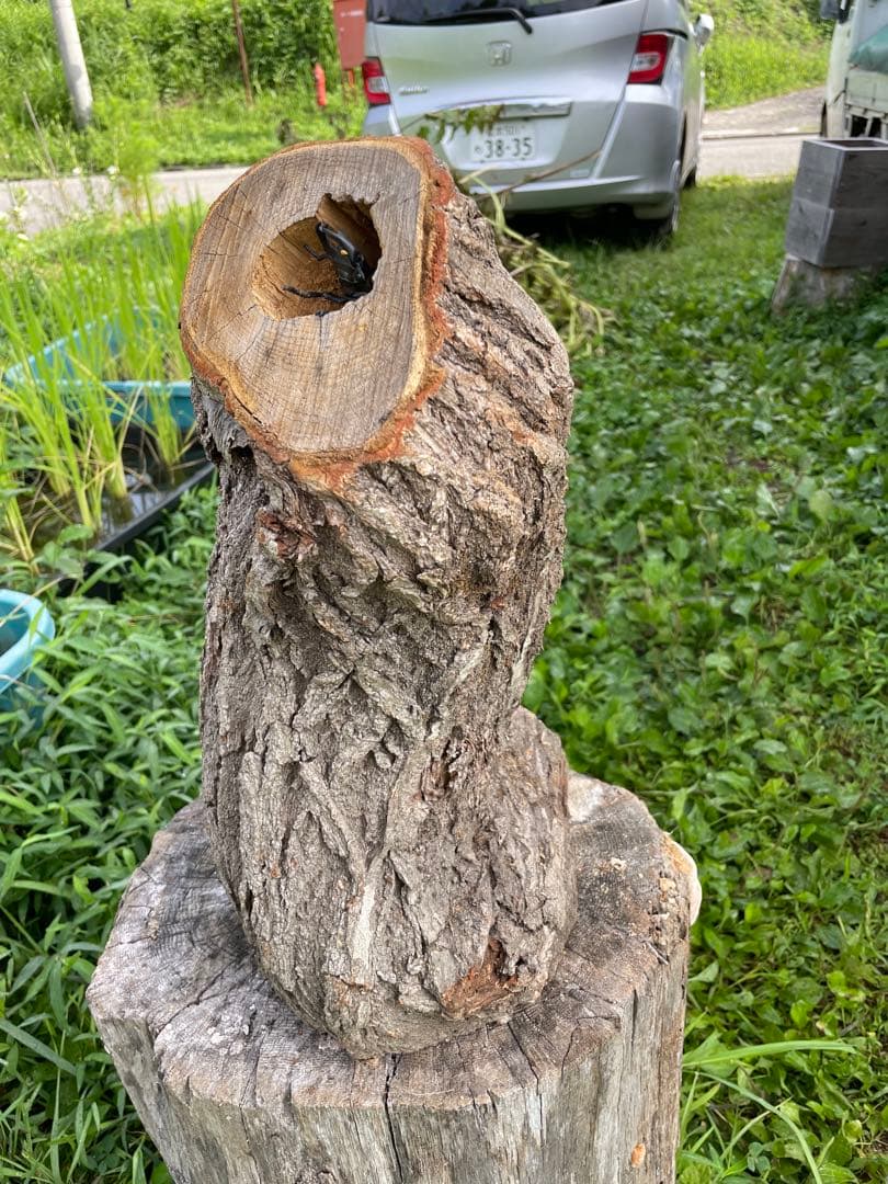 クワリウム　シェルター　登り木　エサ台　特大サイズ