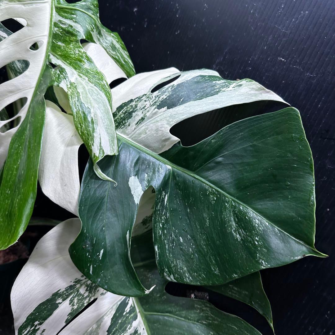 h*.様 斑入りモンステラ ホワイトタイガー極美大株57cm白斑多