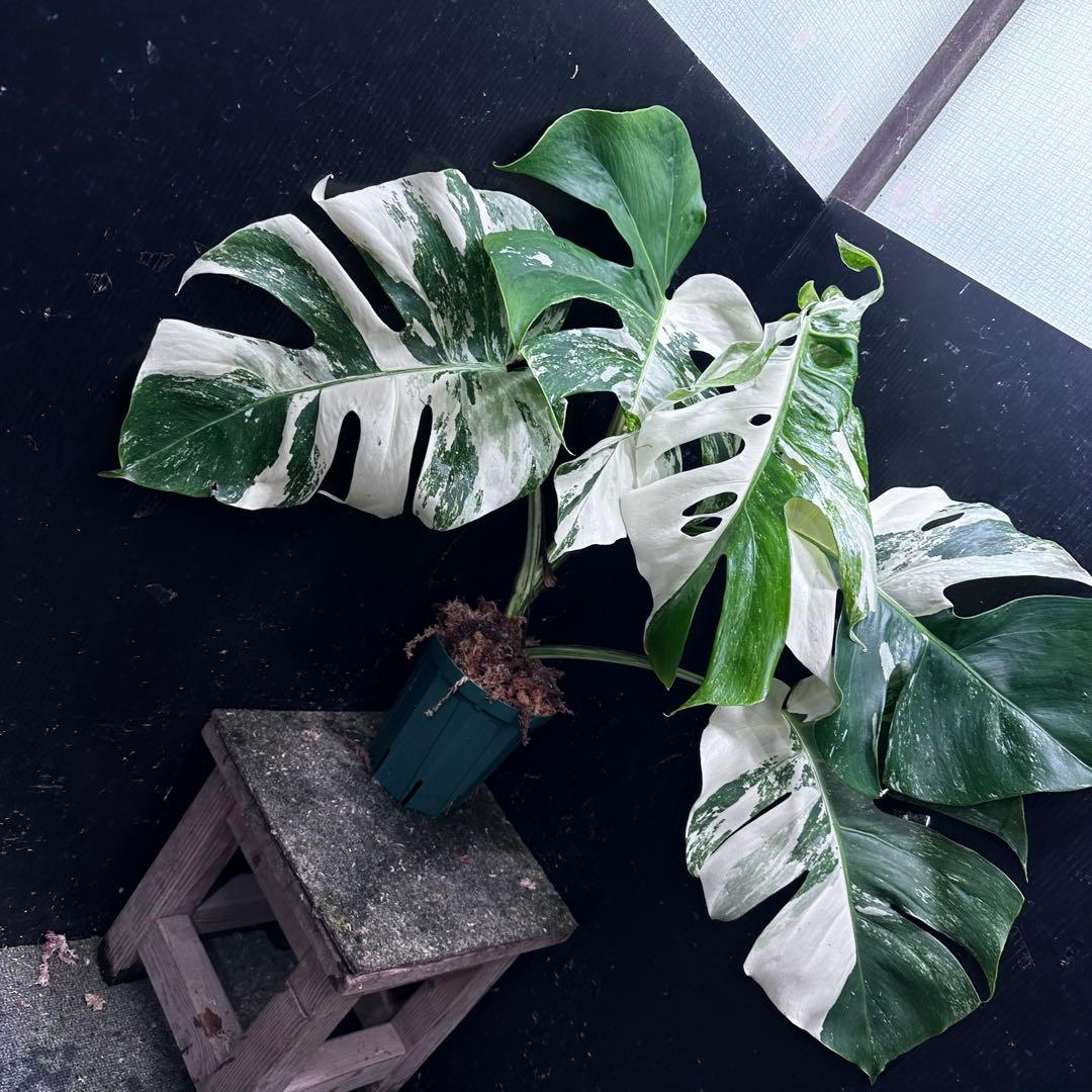 h*.様 斑入りモンステラ ホワイトタイガー極美大株57cm白斑多