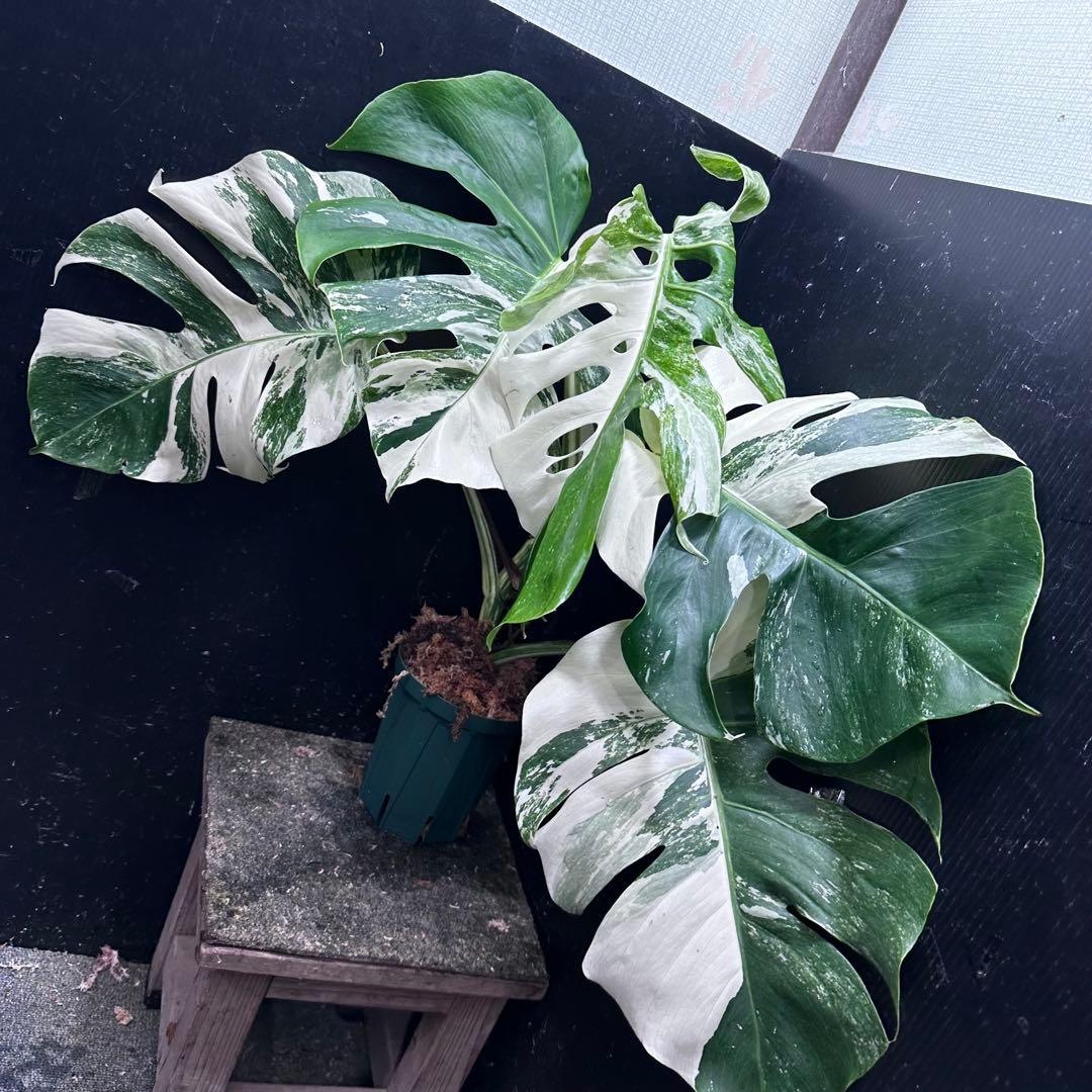 h*.様 斑入りモンステラ ホワイトタイガー極美大株57cm白斑多