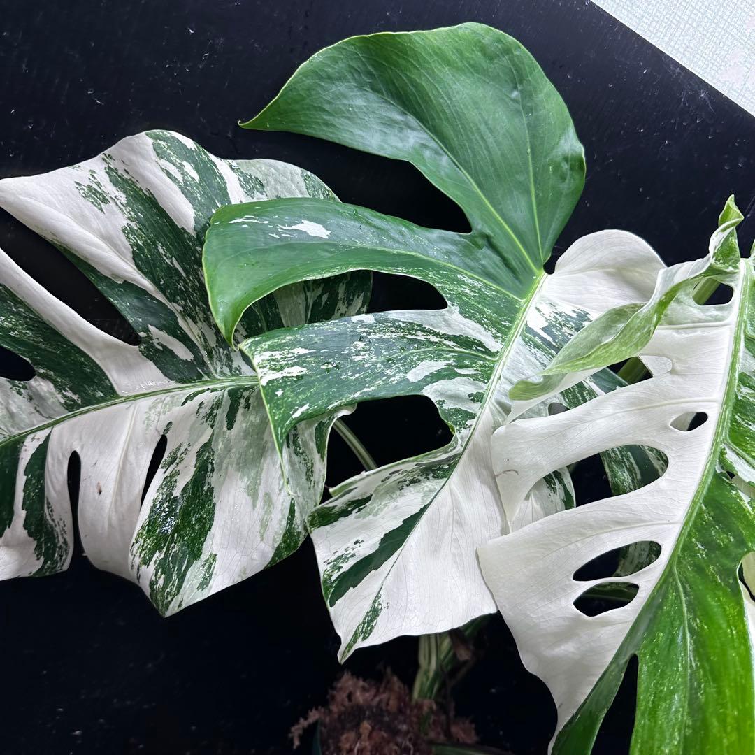 h*.様 斑入りモンステラ ホワイトタイガー極美大株57cm白斑多