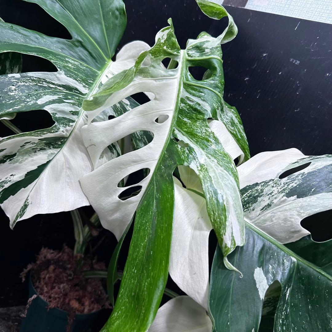 h*.様 斑入りモンステラ ホワイトタイガー極美大株57cm白斑多