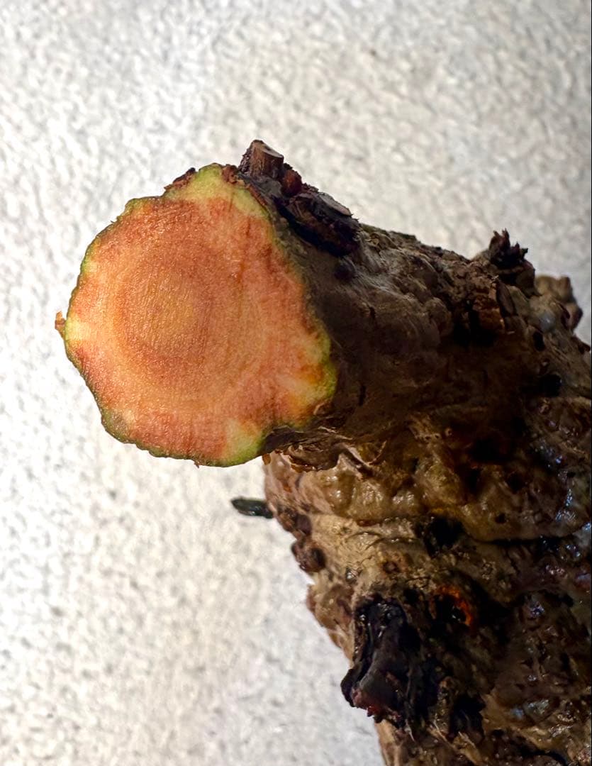 オペルクリカリアパキプス　ベアルート株