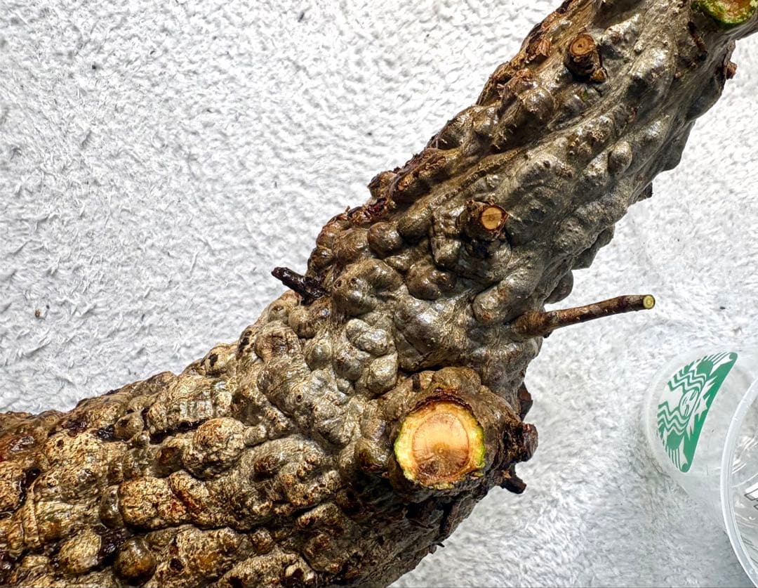 オペルクリカリアパキプス　ベアルート株