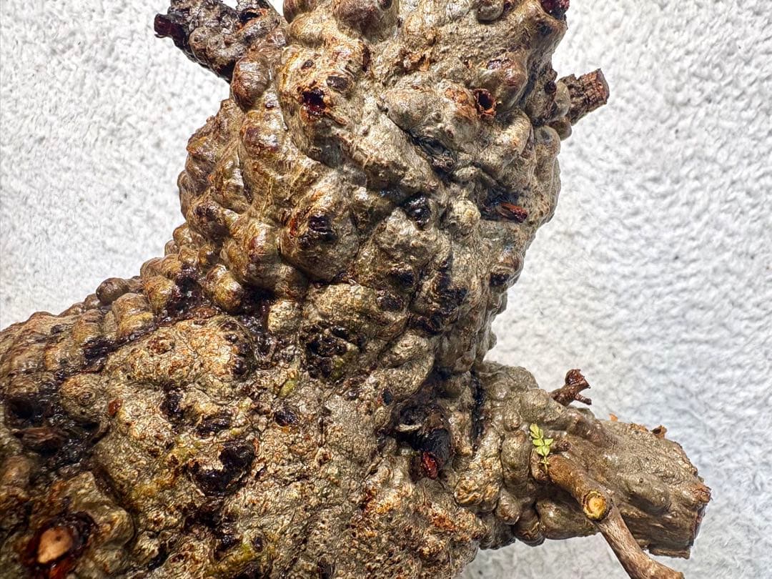 オペルクリカリアパキプス　ベアルート株