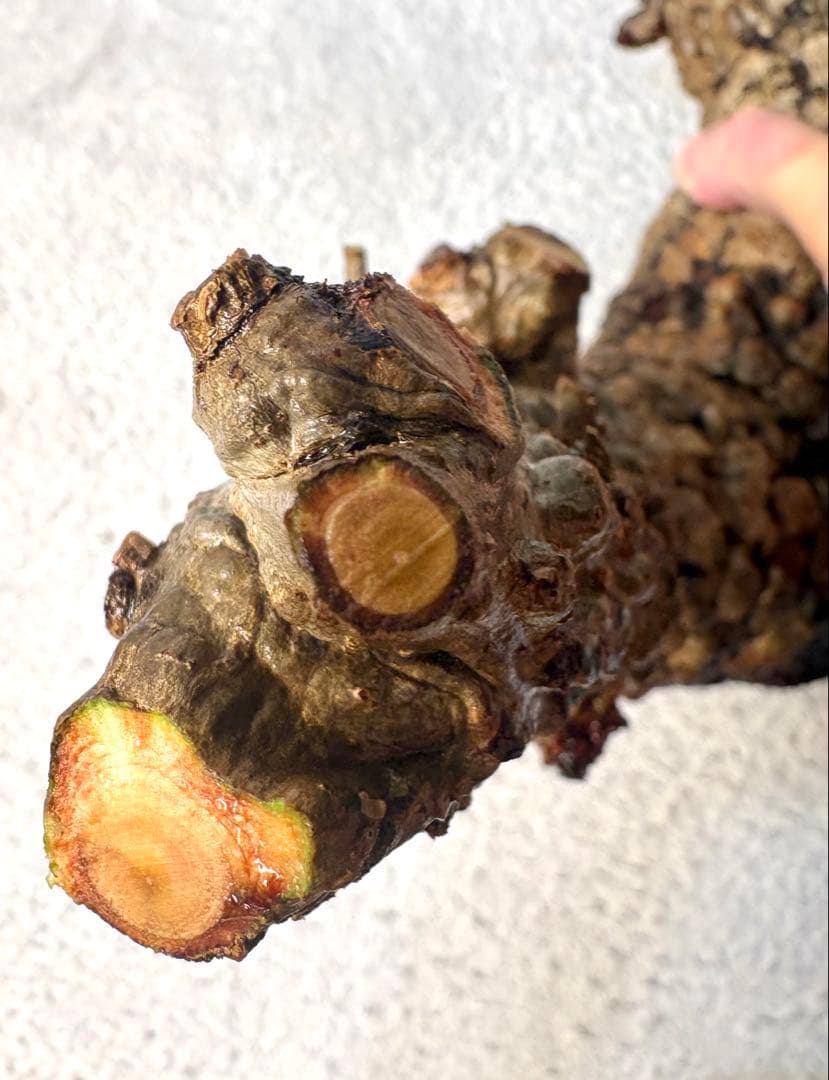 オペルクリカリアパキプス　ベアルート株