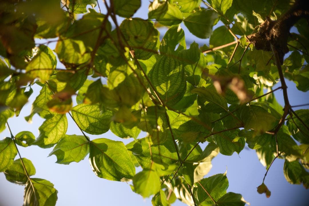 フィルムカメラ Olympus G.Zuiko Auto-S 40mm F1.4