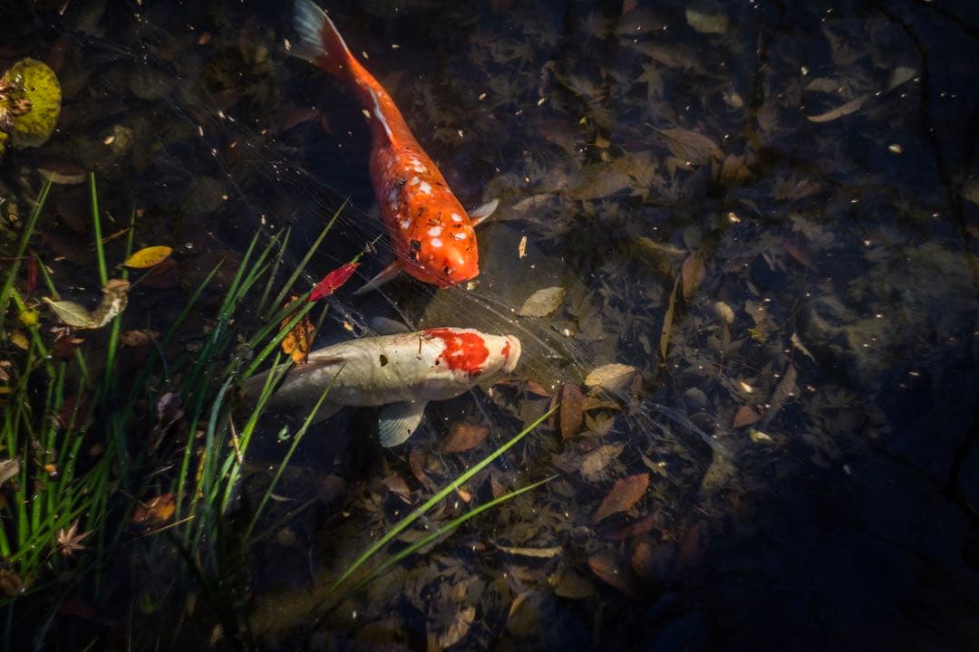 希少 BelOMO製 Helios-44-2 58mm f2 ぐるぐるボケ