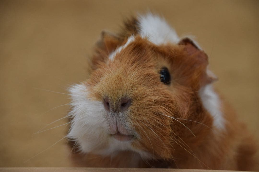 美品 Nikon 一眼レフカメラ D5300 オマケ多数 シャッター数14025