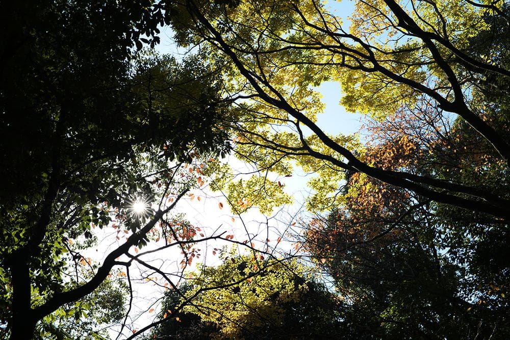 未使用品 ライカMマウントレンズ 50mm F1.1 LEICA Mマウント