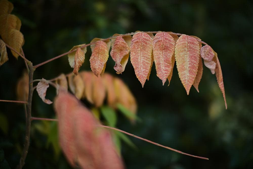 未使用品 ライカMマウントレンズ 50mm F1.1 LEICA Mマウント