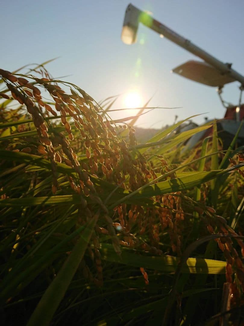 徳島県産 コシヒカリ（玄米） 20kg　低温貯蔵中　農家直送