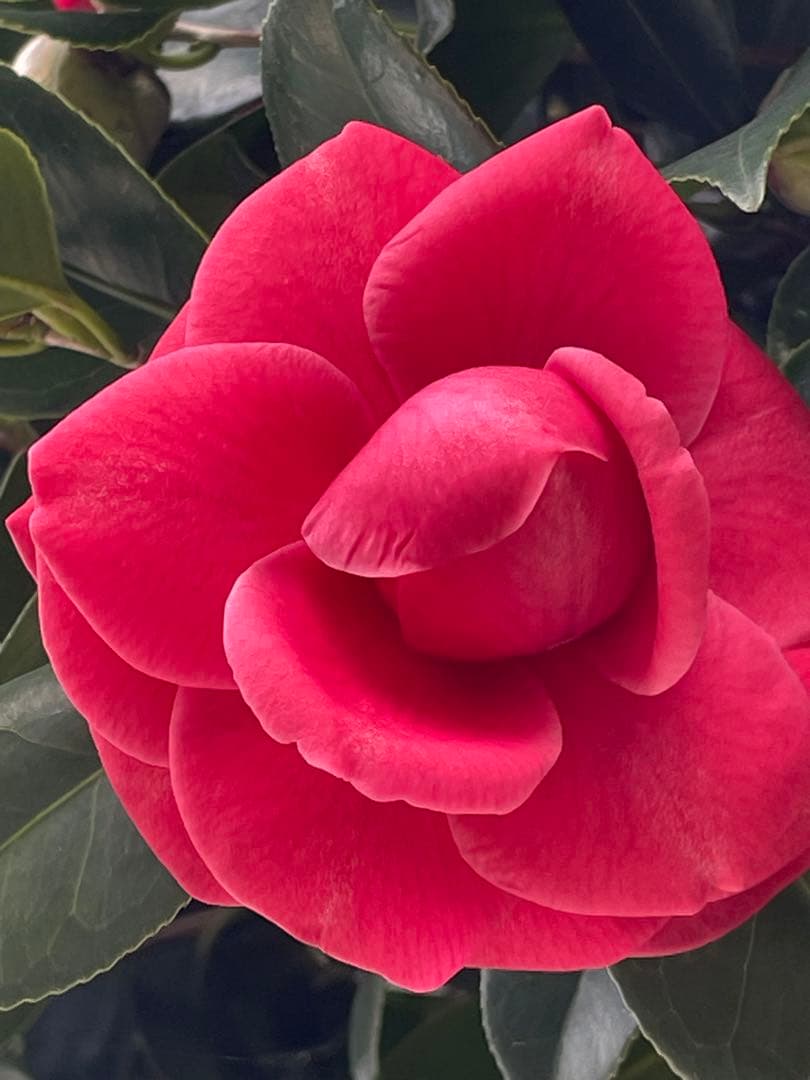 あけ 送料無料9kg2個お姫さまマーク手延そうめん