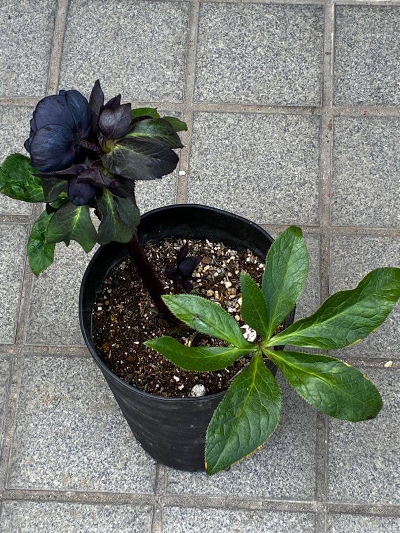 か*ん様 3453☘️限定1株☘️未株分け☘️花付き☘️⭐️コロコロ手毬咲⭐️小