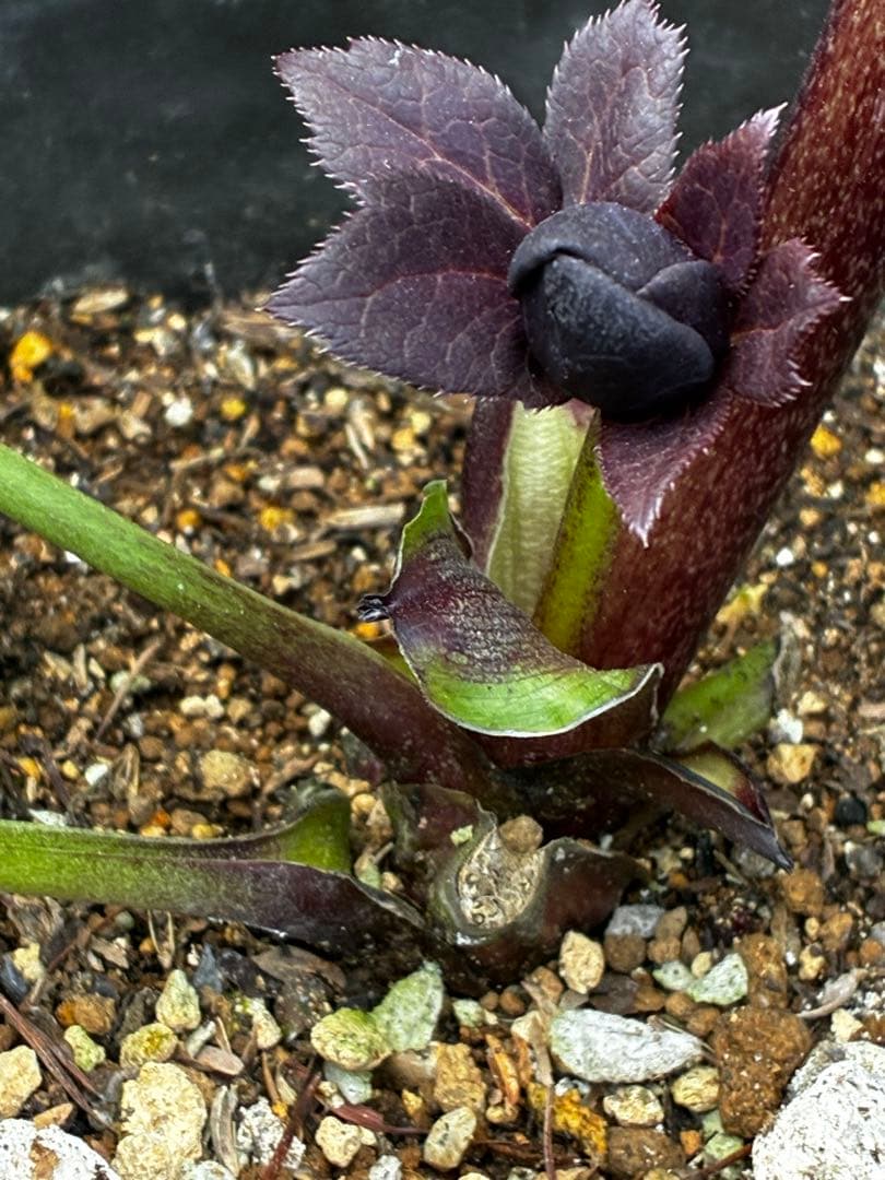 か*ん様 3453☘️限定1株☘️未株分け☘️花付き☘️⭐️コロコロ手毬咲⭐️小