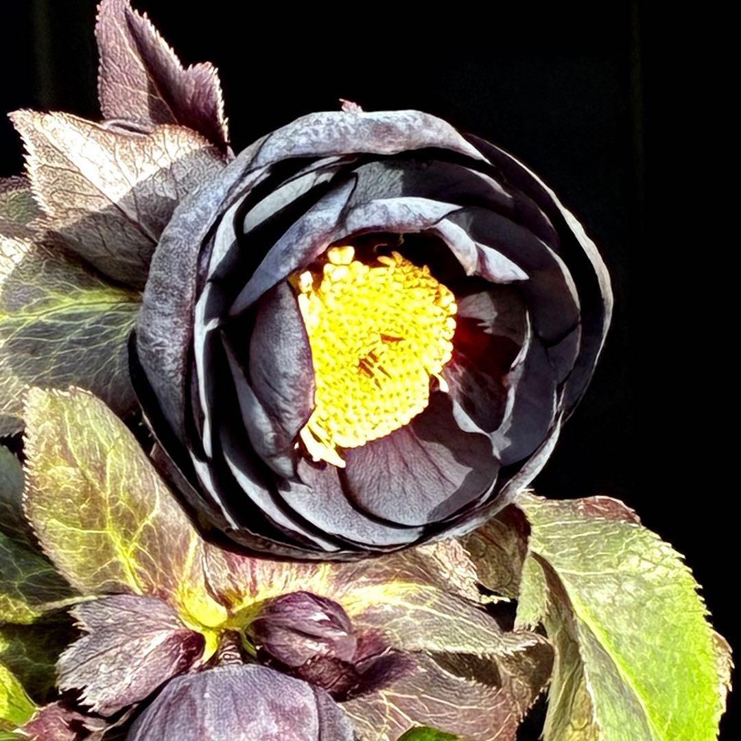 か*ん様 3453☘️限定1株☘️未株分け☘️花付き☘️⭐️コロコロ手毬咲⭐️小