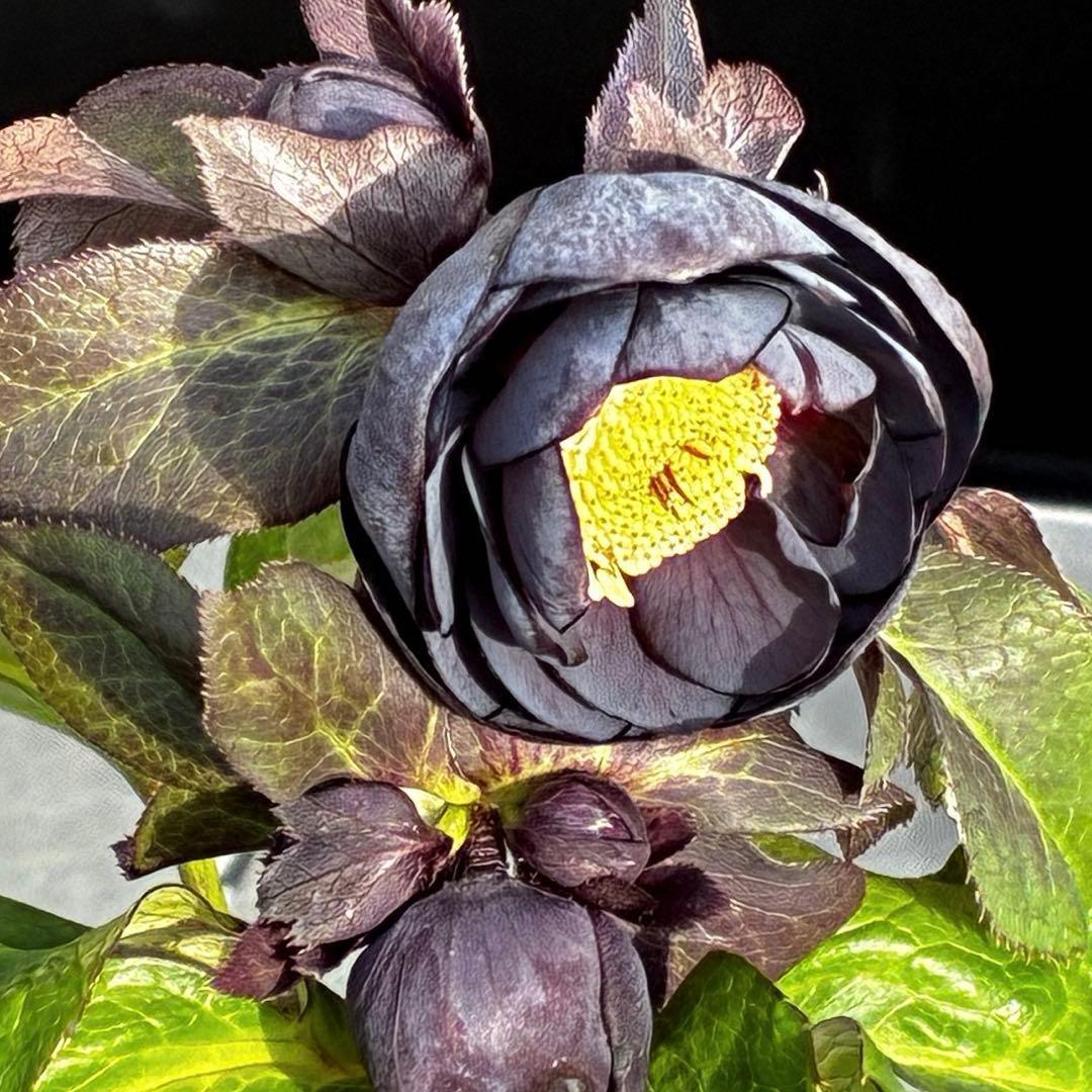 か*ん様 3453☘️限定1株☘️未株分け☘️花付き☘️⭐️コロコロ手毬咲⭐️小