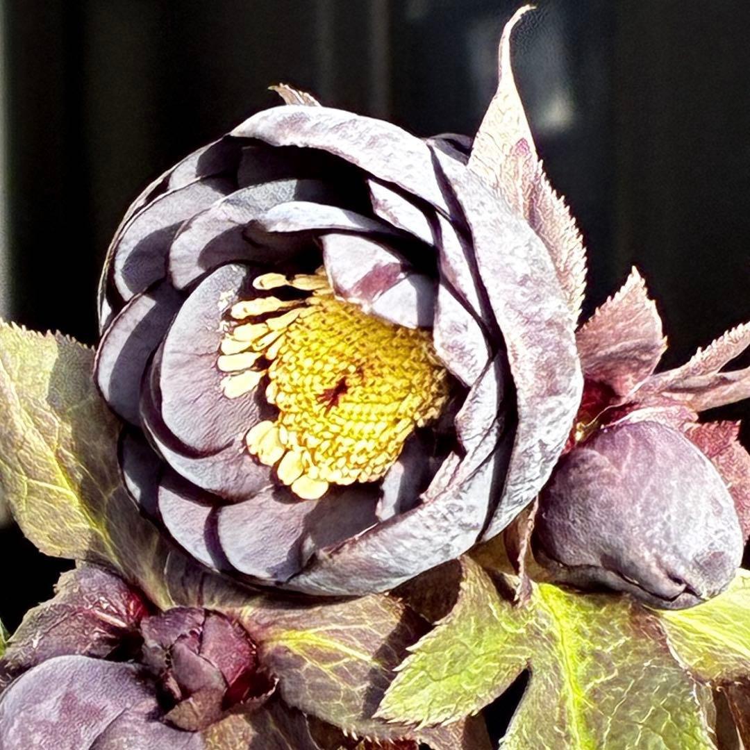 か*ん様 3453☘️限定1株☘️未株分け☘️花付き☘️⭐️コロコロ手毬咲⭐️小