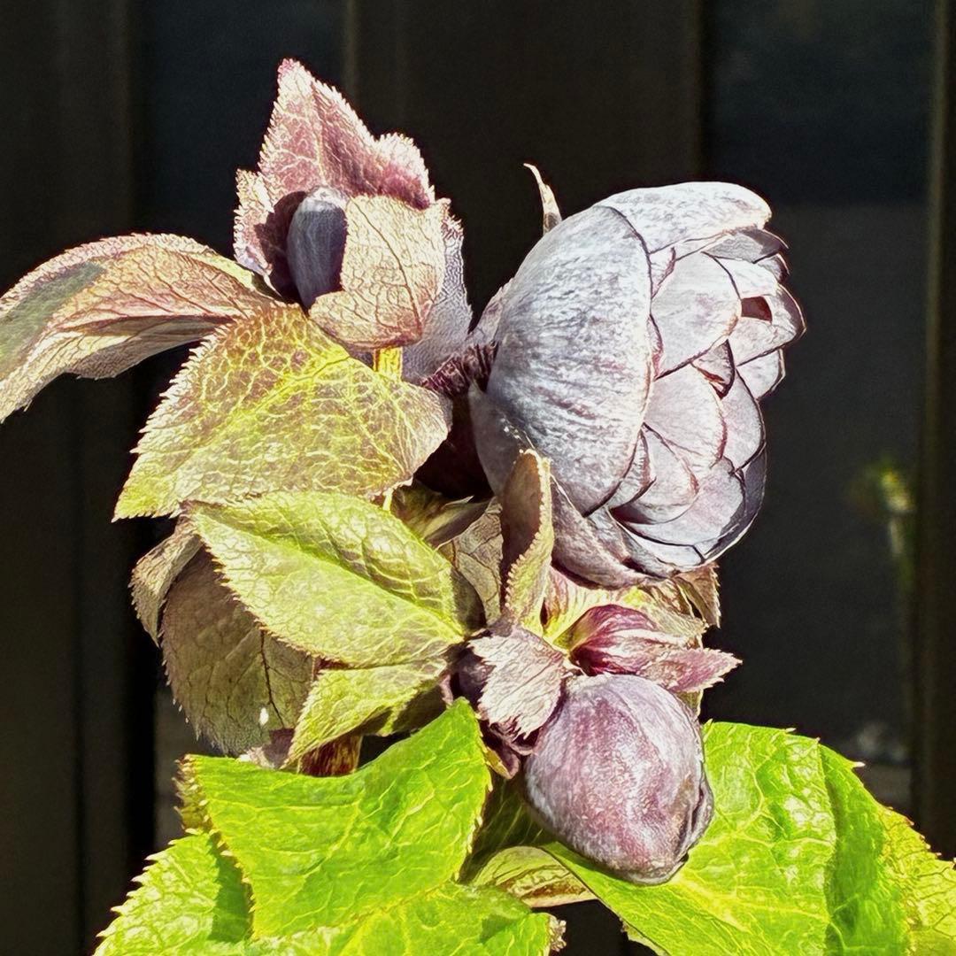 か*ん様 3453☘️限定1株☘️未株分け☘️花付き☘️⭐️コロコロ手毬咲⭐️小