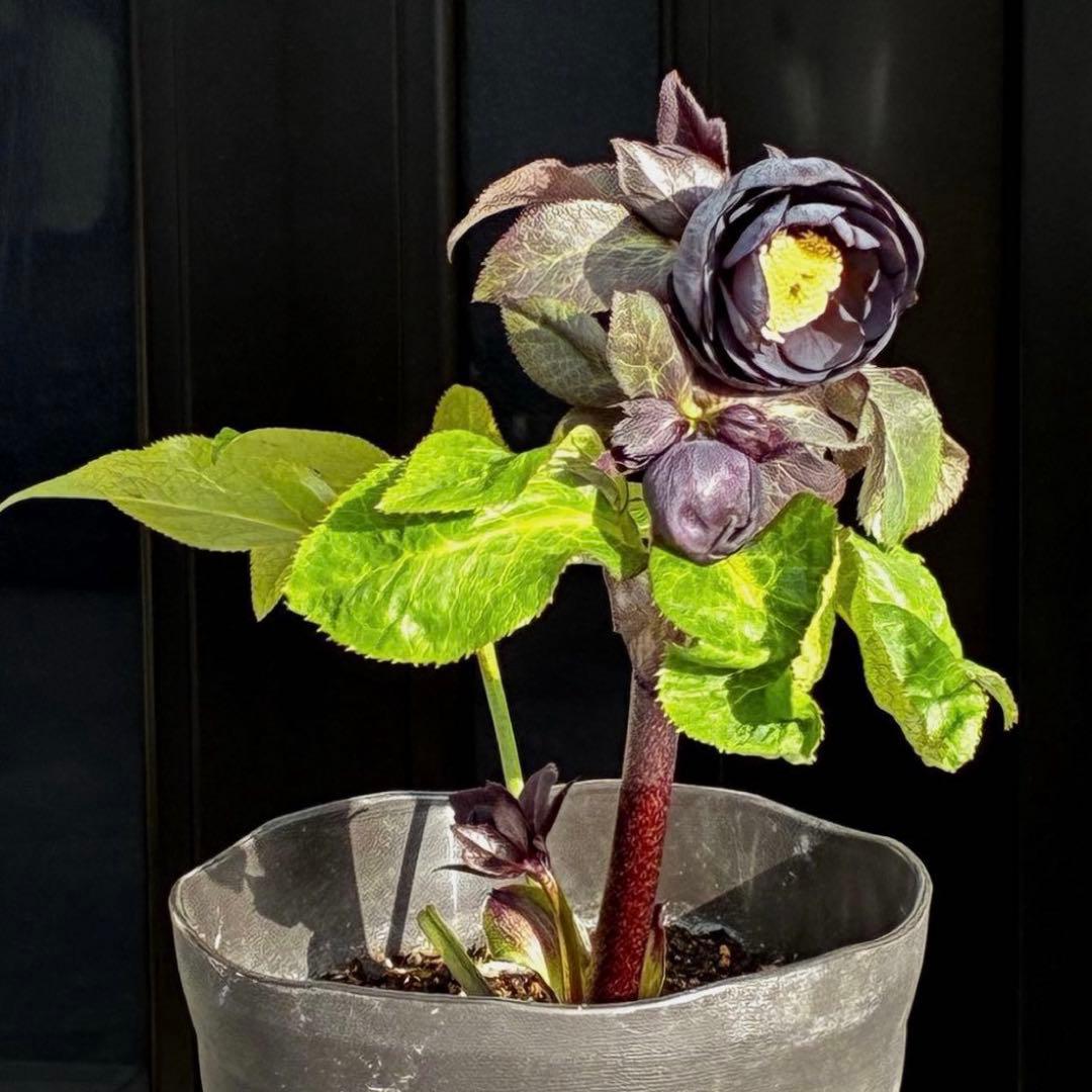 か*ん様 3453☘️限定1株☘️未株分け☘️花付き☘️⭐️コロコロ手毬咲⭐️小