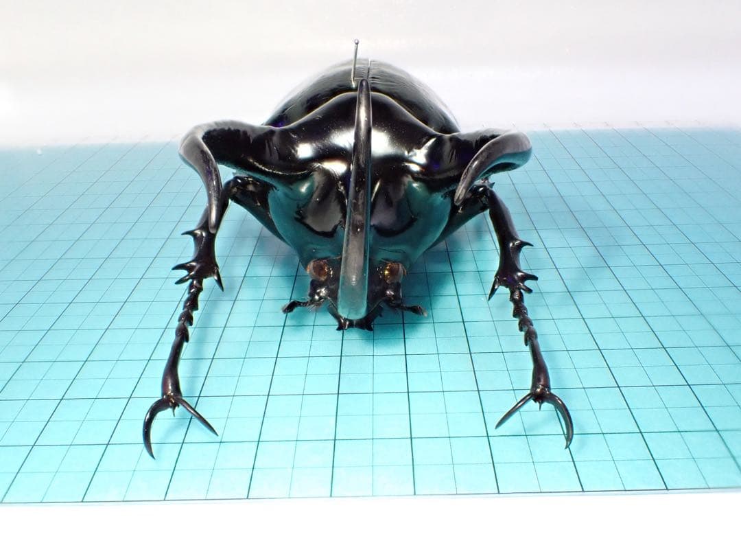 【標本】コーカサスオオカブト　スマトラ島産　120.0ミリ　野外品