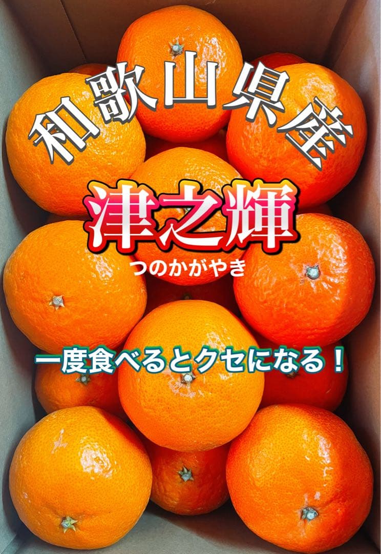 希少柑橘‼️高糖度柑橘‼️和歌山県產　津之輝5kg みかんキング