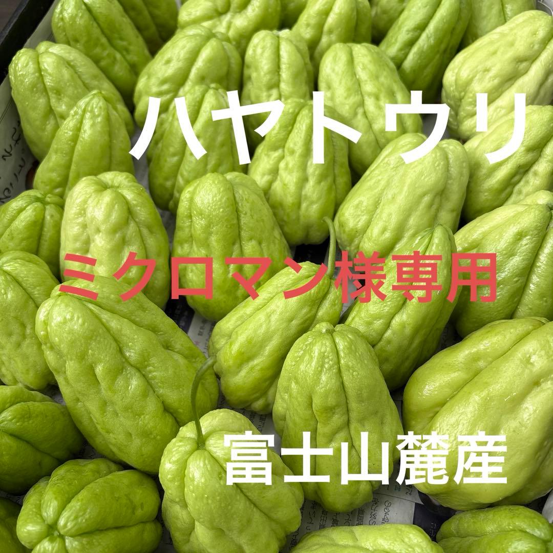 ハヤトウリ　ミクロマン　富士山麓産