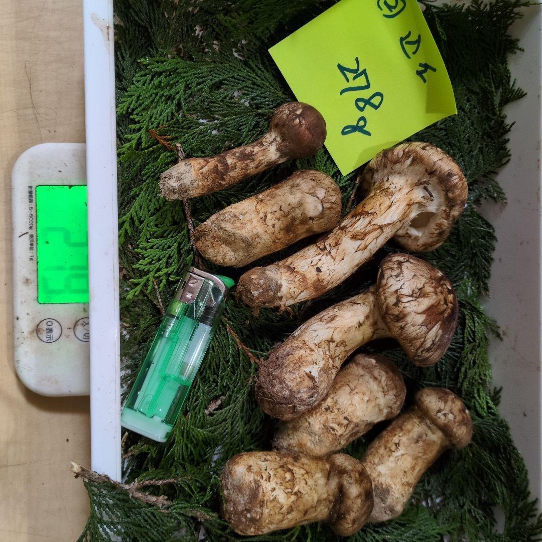 和歌山松茸 新鮮朝市　　込み込み　278㌘