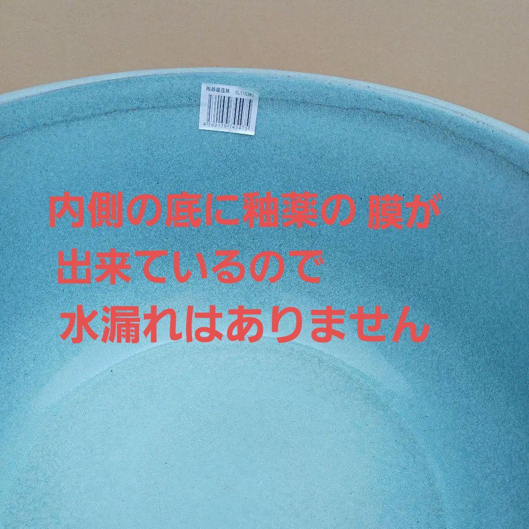 新品　特大52x48　陶器　睡蓮鉢　難有　メダカ鉢　水色　ブルー　ルーバーLWC
