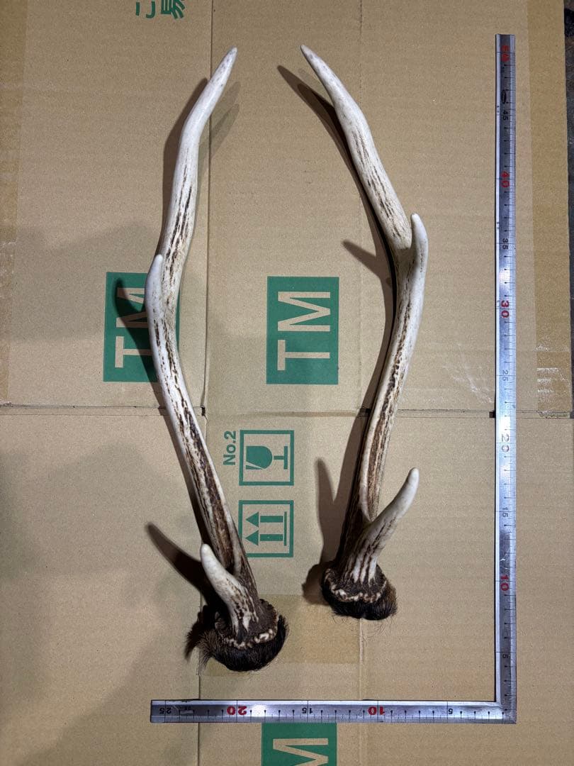 クラフト　鹿の角 エゾシカ 角 蝦夷鹿の角