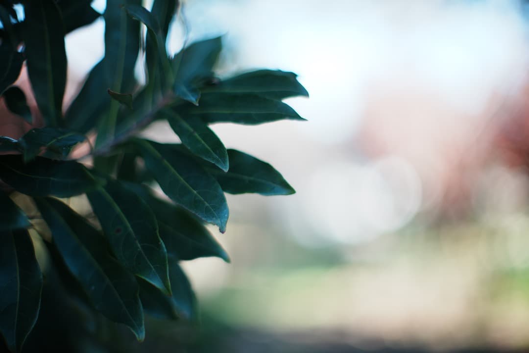 【整備＆テスト済】Nikon Ai Nikkor 50mm F1.2 050