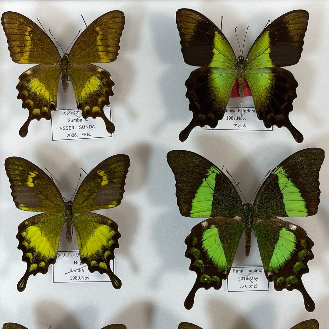 美しいアゲハ蝶標本、ドイツ箱売り