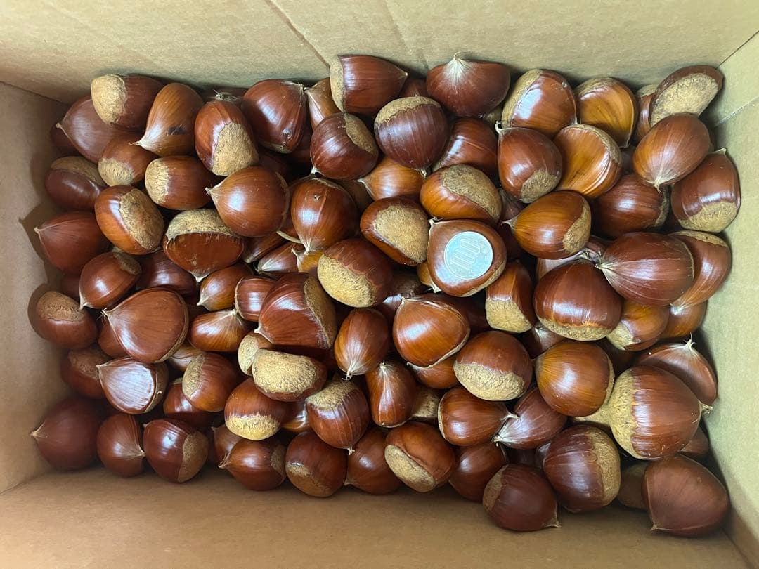 無農薬　栗 くり 生栗 10kg 3L 大粒