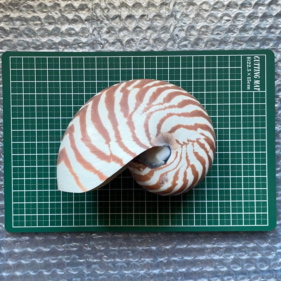 【生きた化石】オウムガイ　貝殻