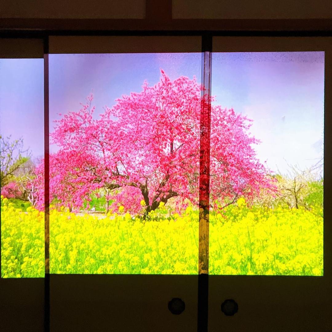 popIn Aladdin 天井照明一体型プロジェクター 初代 ドット抜け有