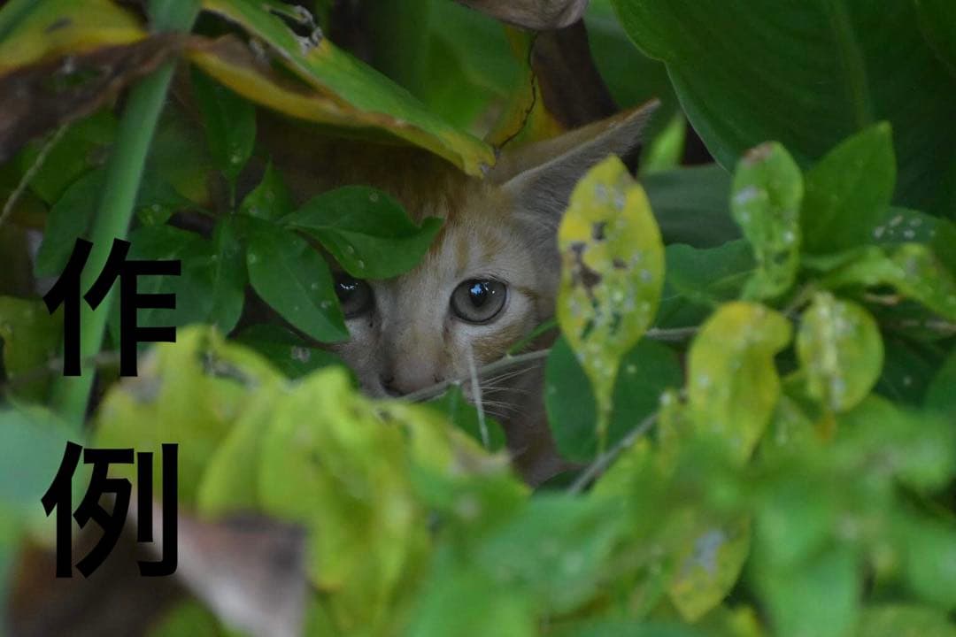 【✨初心者向け！すぐ使える！】NikonD5600(作例写真あり！)