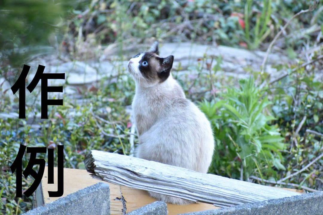 【✨初心者向け！すぐ使える！】NikonD5600(作例写真あり！)