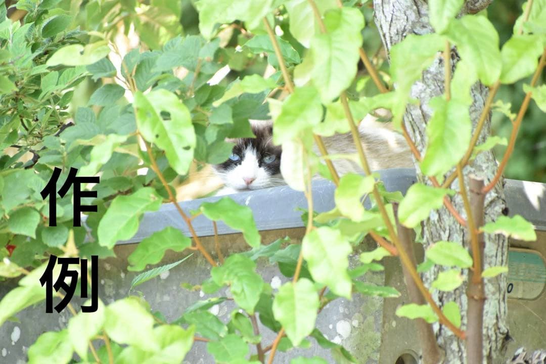 【✨初心者向け！すぐ使える！】NikonD5600(作例写真あり！)