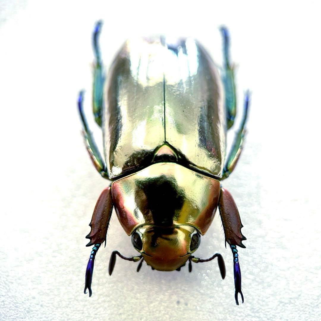 09285 美麗標本　クリサルギレアプラチナコガネ