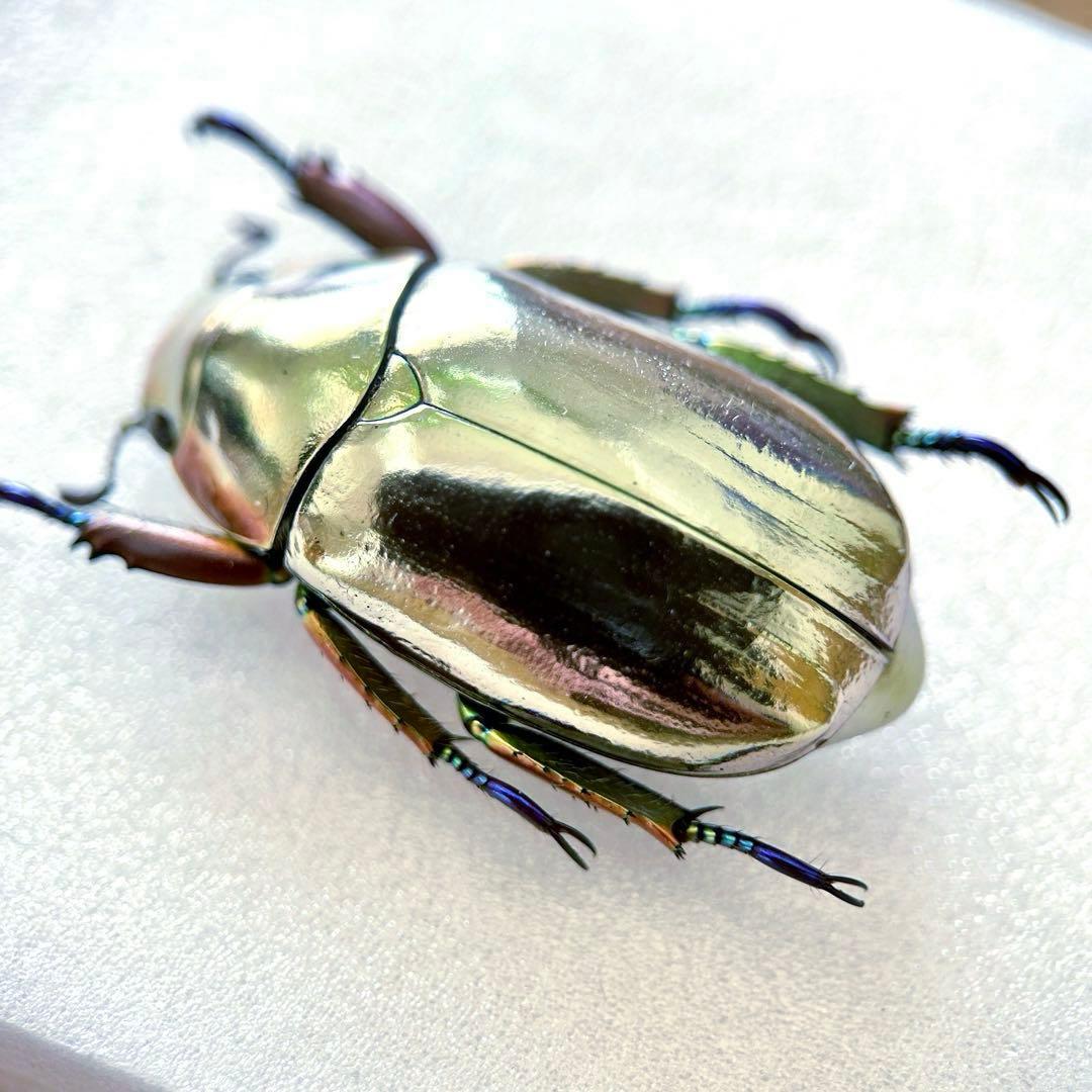 09285 美麗標本　クリサルギレアプラチナコガネ